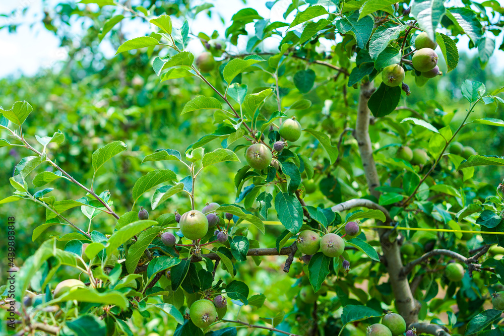 Fuji apples on a tree on a fruit farm