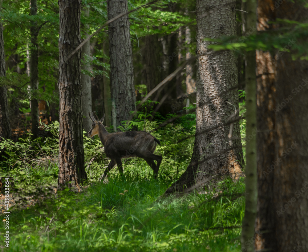 Chamois with antlers on forest path in south Austria Alps Chamois with antlers on forest path in south Austria Alps