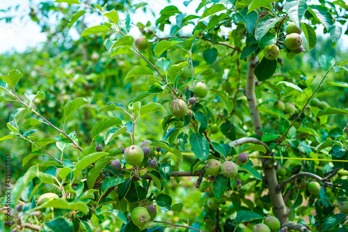 Fuji apples on a tree on a fruit farm