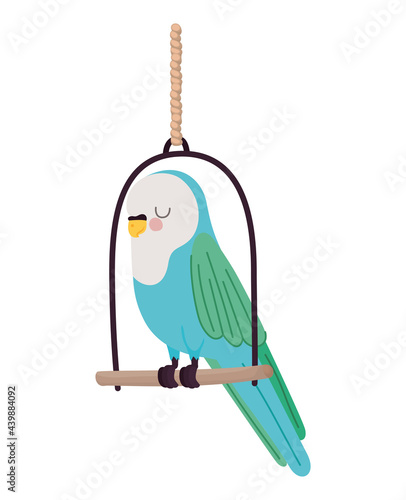 parakeet over swing