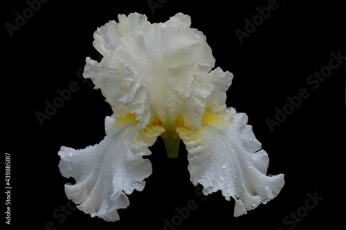 Isolate on a black background. Beautiful white lace iris in raindrops blooms in the garden.