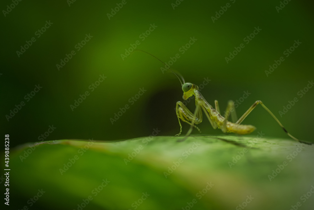 little mantis on a green leaf little mantis on a green leaf