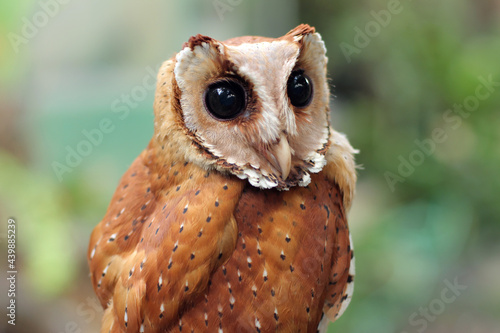 The Oriental bay owl It is completely nocturnal, and can be found throughout Southeast Asia and parts of India. photo