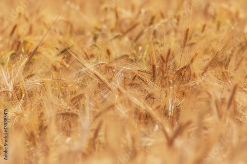 Wheat field in summer mountains of Azerbaijan