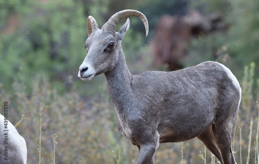 mountain goat mountain goat