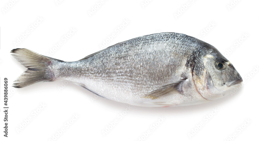 fresh raw gilt-head bream isolated on white background fresh raw gilt-head bream isolated on white background