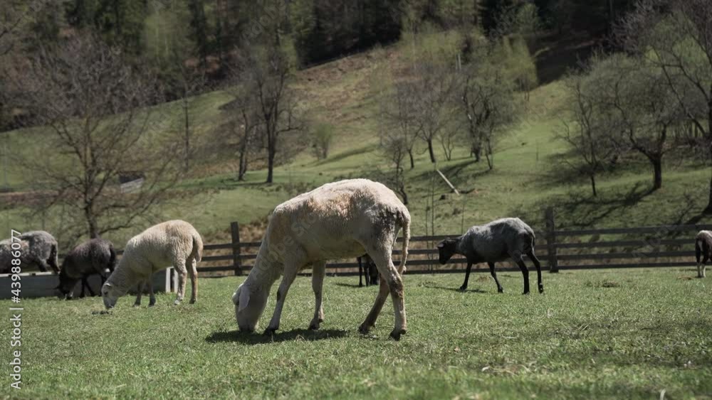 A herd of goats of different breeds graze on green glade on hill among the mountains. The kids eat fresh grass. The farmer raises small cattle to produce milk and dairy products. Mountainous terrain. A herd of goats of different breeds graze on green glade on hill among the mountains. The kids eat fresh grass. The farmer raises small cattle to produce milk and dairy products. Mountainous terrain.