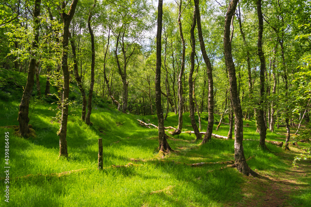 forest in the morning