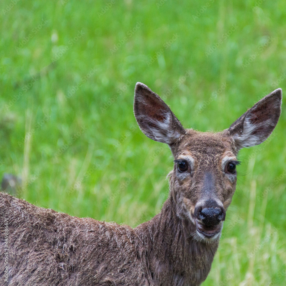 deer in the forest