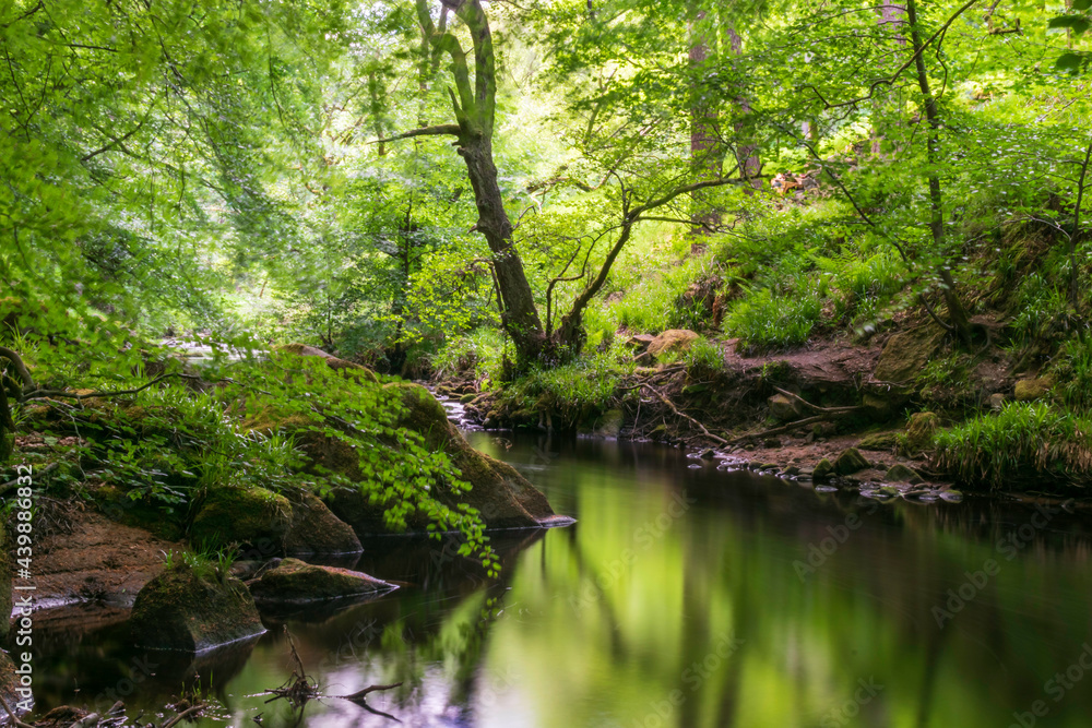 river in the forest