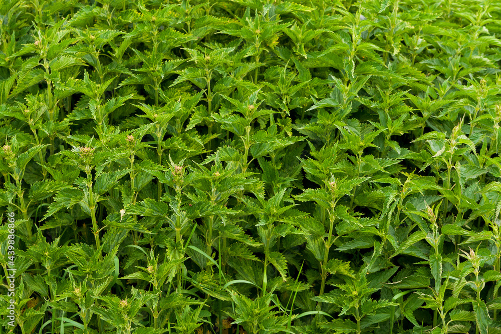 Dense thickets of nettles. Dense thickets of nettles.