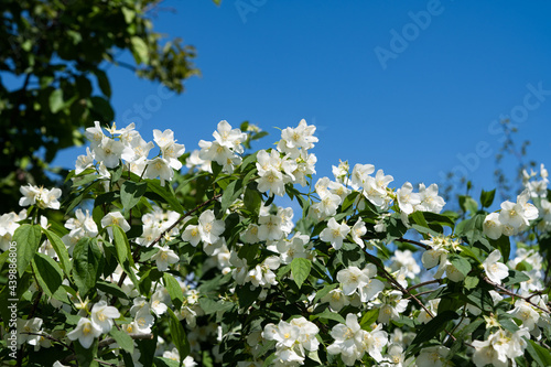 Photography blooming jasmine bush on a sunny day