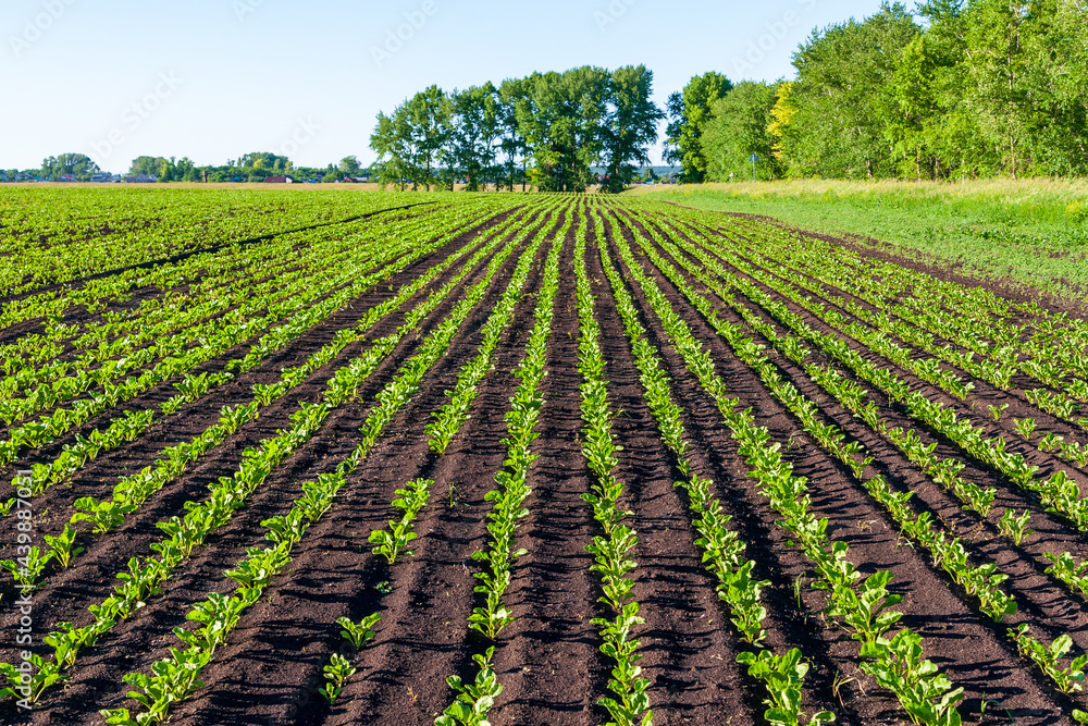 Young sprouts of sugar beet on the field.