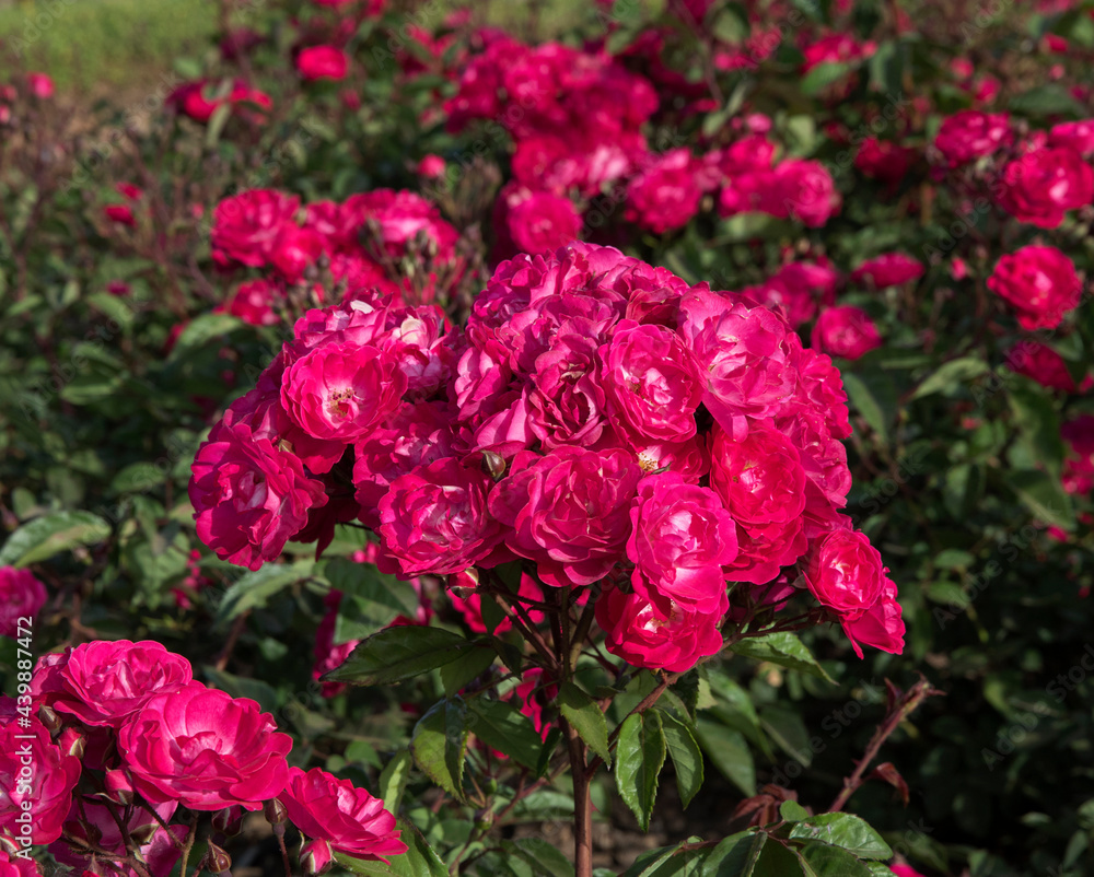 Fototapeta premium Spring blooming roses flower bed in the park. Closeup view of Rosa Nur Mahal flower clusters of fuchsia and pink petals blossoming in the garden.
