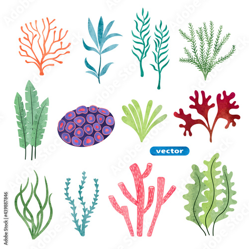 Set of seaweed and corals isolated on white background. Underwater watercolor algae set. Aquarium plants vector illustration