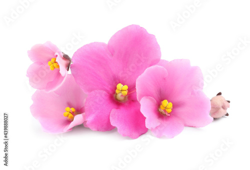 Pink violet flowers isolated on white. Delicate house plant