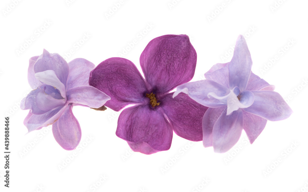 Obraz premium lilac flower isolated