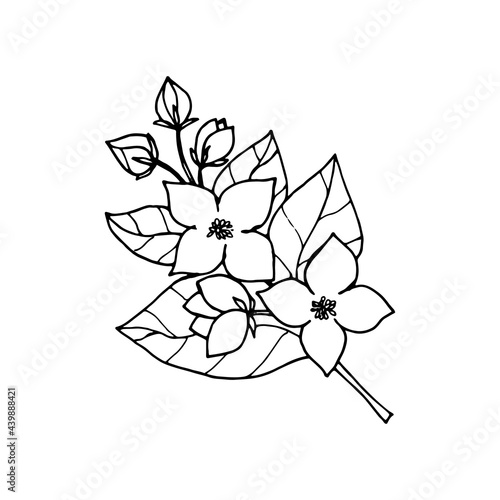 Jasmine bush, Philadelphus with flowers and buds, drawing with black outline and white fill.