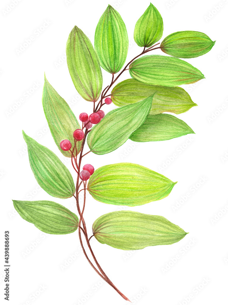 Fototapeta premium Leaves. Decorative composition on a white background. Floral motifs. Use printed materials, signs, items, websites, maps, posters, postcards, packaging.