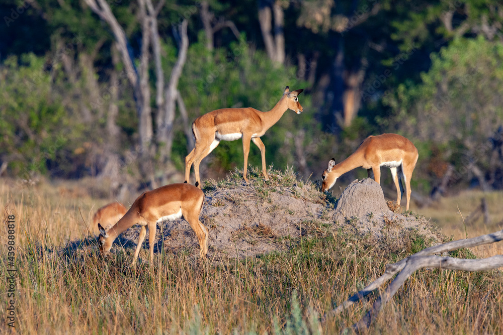 Group of female Red Lechwe - Okavango Delta - Botswana Group of female Red Lechwe - Okavango Delta - Botswana