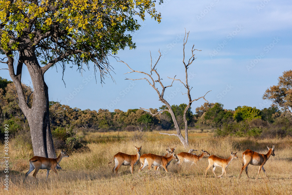 Red Lechwe Antelope - Okavango Delta - Botswana Red Lechwe Antelope - Okavango Delta - Botswana