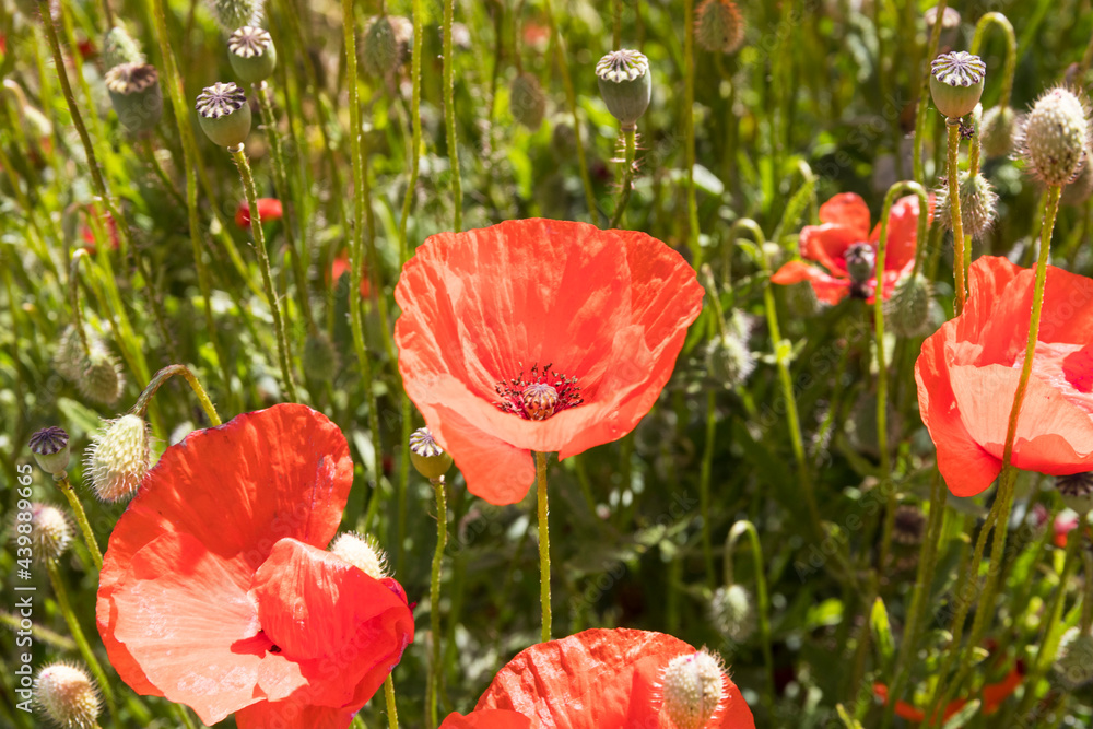 blühende Mohnblume blühende Mohnblume