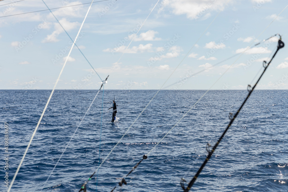 Sailfish Leaping out of Water on Sportfishing trip Sailfish Leaping out of Water on Sportfishing trip