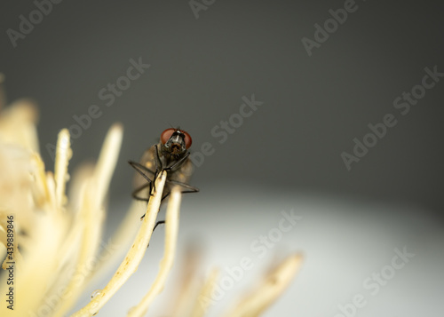 Fly Sitting on Flower