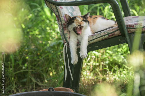 Katze döst in der Sommerhitze auf einem Gartenstuhl photo