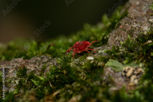 Red Spider in Green Moss