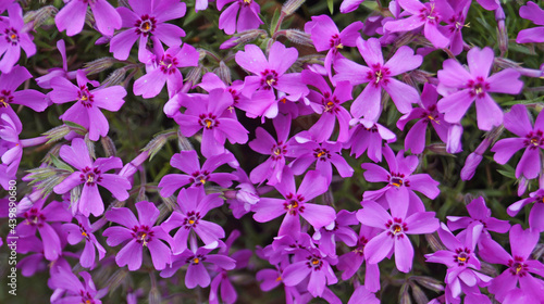 Curly carnation flowers with delicate purple petals in a meadow on a spring day