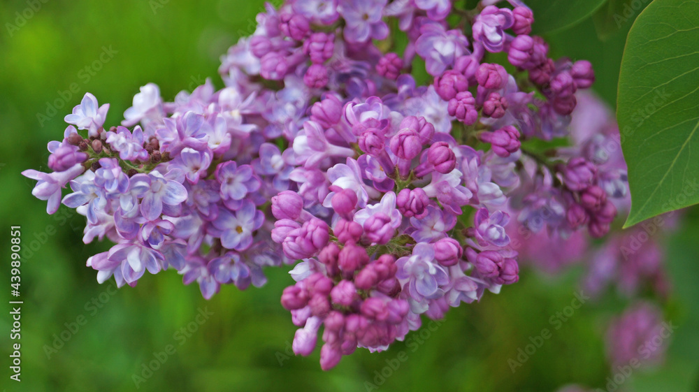 Lilac branch with purple delicate flowers and leaves on a bush on a spring sunny day Lilac branch with purple delicate flowers and leaves on a bush on a spring sunny day