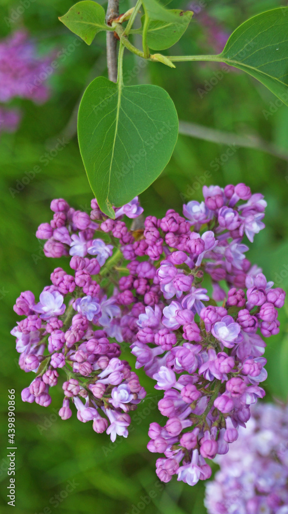 Lilac branch with purple delicate flowers and leaves on a bush on a spring sunny day Lilac branch with purple delicate flowers and leaves on a bush on a spring sunny day