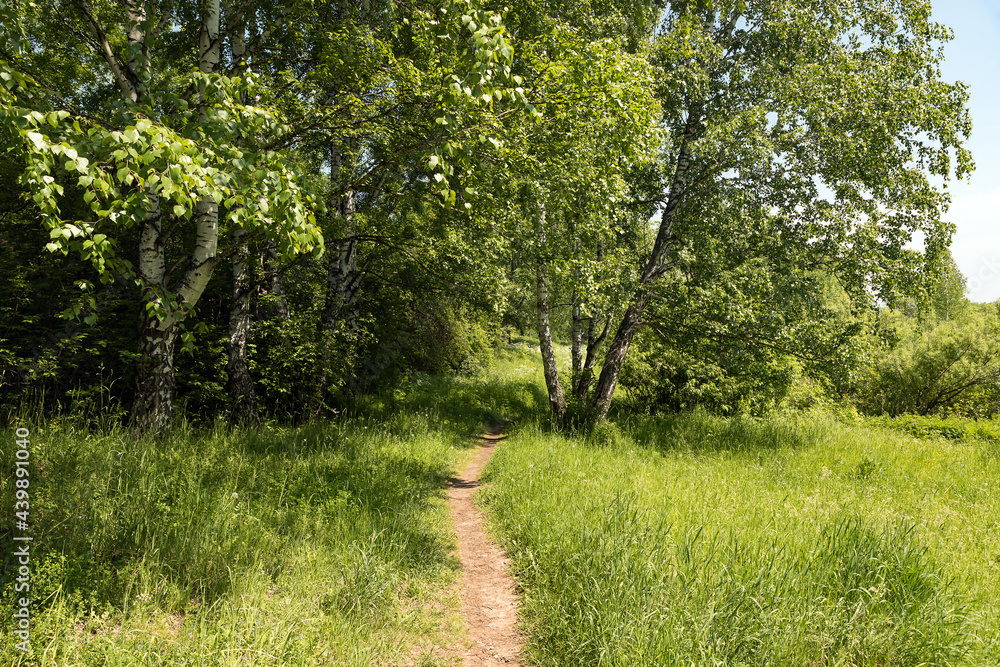 Fototapeta premium A path leading through the park on a sunny day