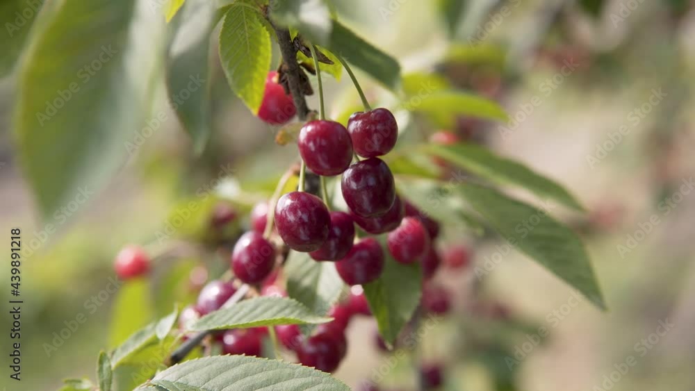 juicy ripe red cherry berries. delicious cherries juicy ripe red cherry berries. delicious cherries