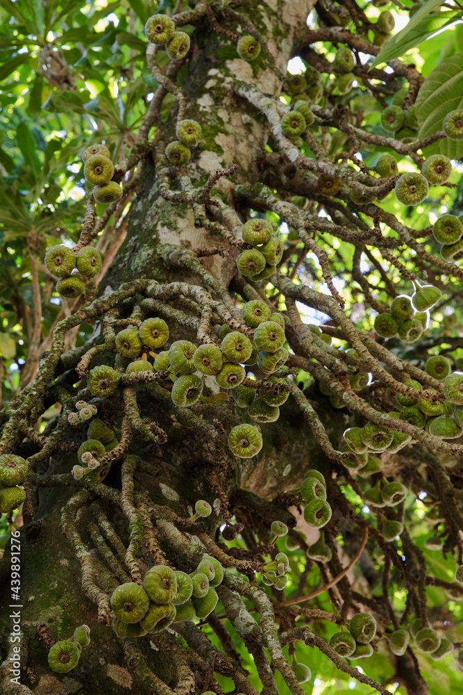 Tropical fruits. Closeup view of Ficus religiosa, also known as Sacred Fig, green and rounded fruits. Tropical fruits. Closeup view of Ficus religiosa, also known as Sacred Fig, green and rounded fruits.