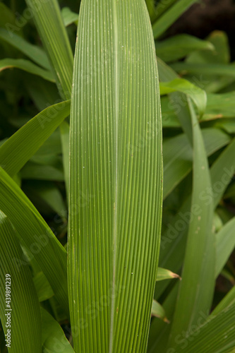Leaf texture and pattern. Closeup view of Setaria sulcata, also known as palm grass, green leaves, growing in the garden. photo
