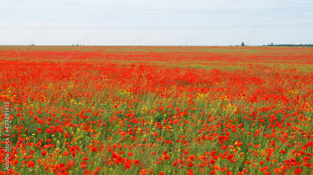 Field of red poppies and wildflowers under blue sky with white clouds on a sunny spring day