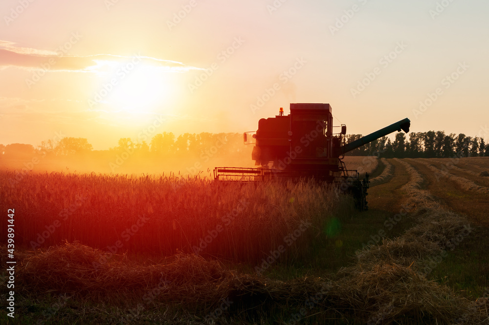 Fototapeta premium Harvester in the field. Grain harvesting.