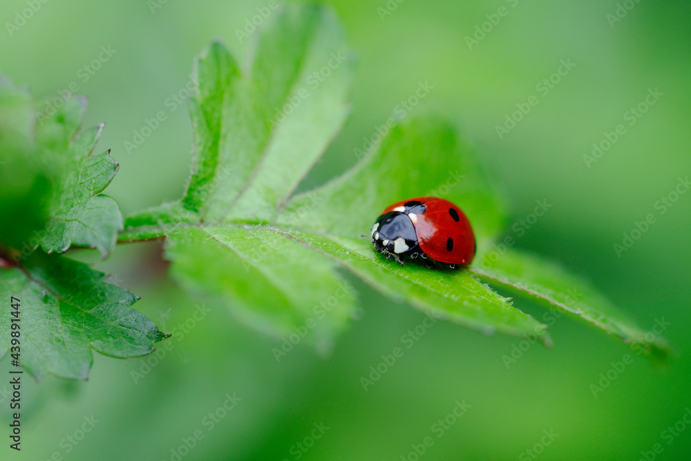 Fototapeta premium Coccinelle à sept points Coccinella septempunctata posée sur un feuille d'aubépine