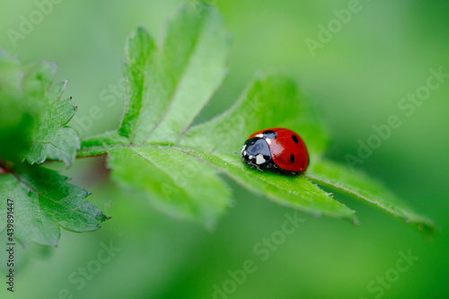 Coccinelle à sept points Coccinella septempunctata posée sur un feuille d'aubépine