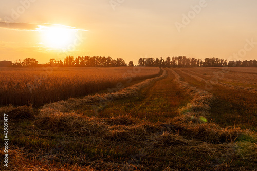Evening wheat field during the harvest.