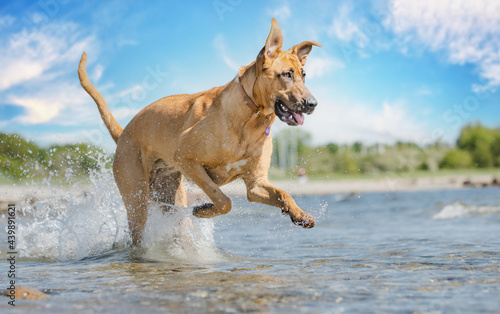 dog running on the beach photo