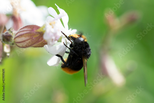 Volucella bombylans mâle ou femelle posée sur Stellaire holostée photo