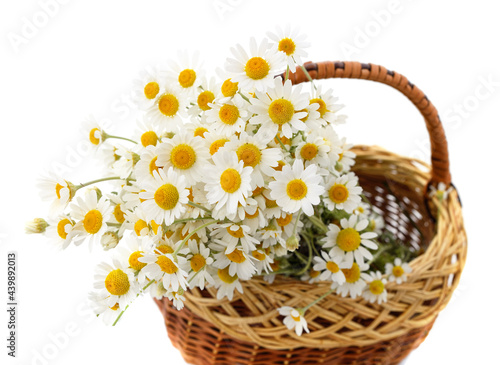 Beautiful white chamomile in a basket.