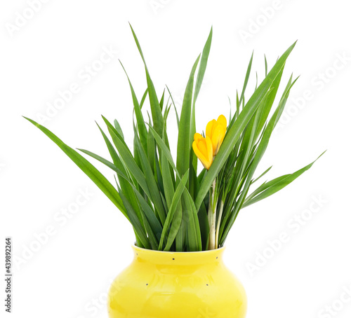 Bunch of green grass with yellow crocuses in weight.