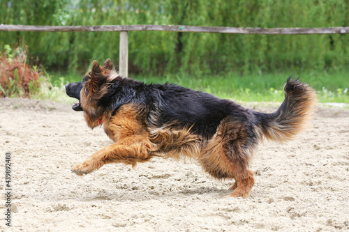 German shepherd runs on the track sunny summer day