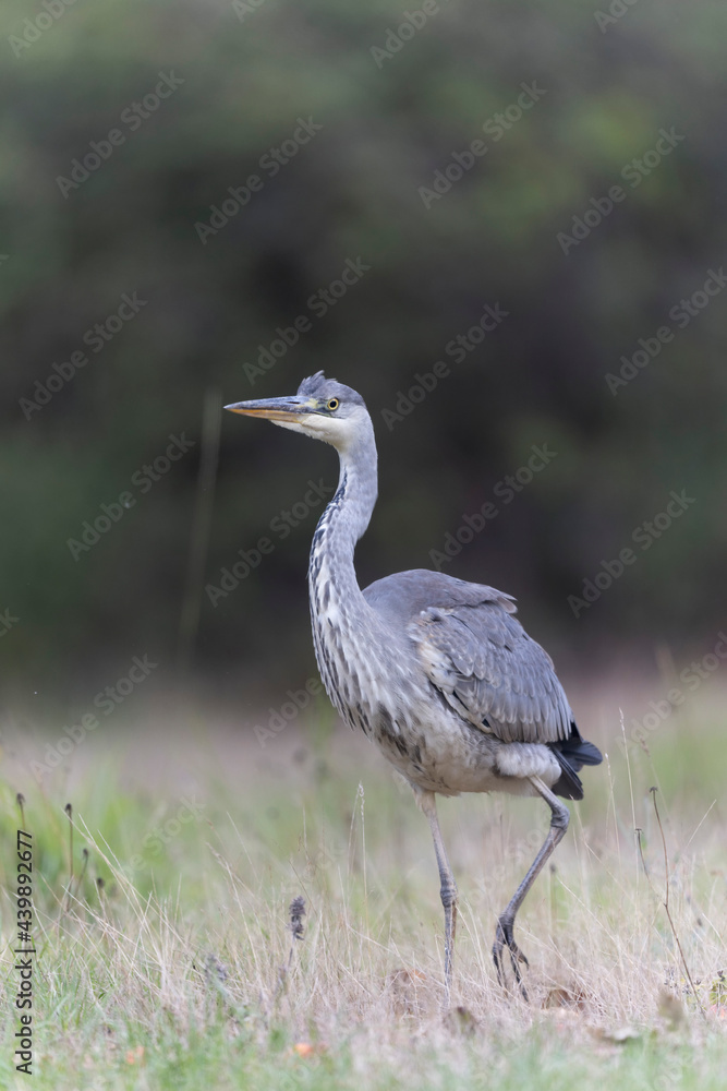 Héron cendré, Ardea cinerea en gros plan ou en portrait Héron cendré, Ardea cinerea en gros plan ou en portrait