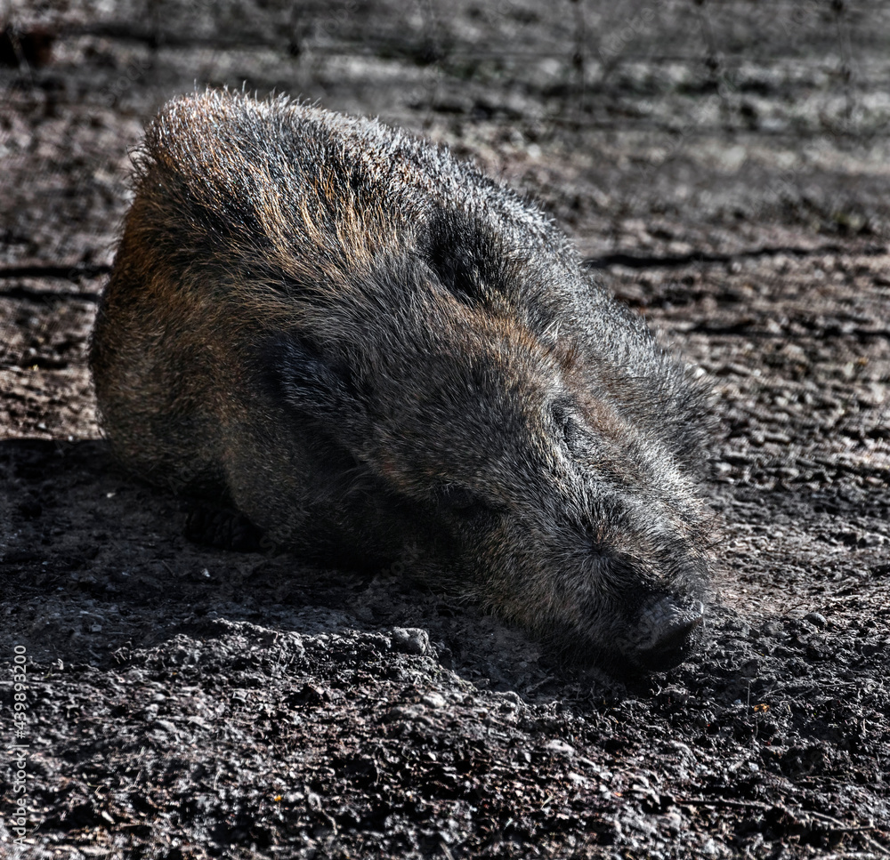 Wild sow sleeping on the ground. Latin name - Sus scrofa Wild sow sleeping on the ground. Latin name - Sus scrofa