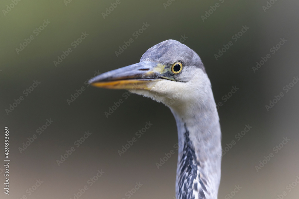 Héron cendré, Ardea cinerea en gros plan ou en portrait Héron cendré, Ardea cinerea en gros plan ou en portrait